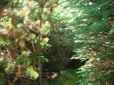 Olav's Wood - Spruce and Pine