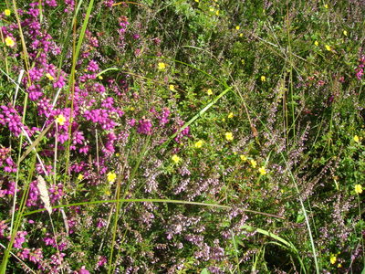 Heather (Calluna vulgaris), Bell Heather 
(Erica cinerea), Tormentil (Potentilla erecta)