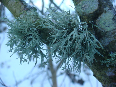 Lichen (<i>Ramalina</i> sp.)